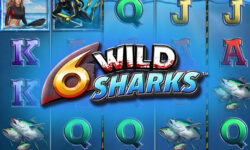 6 Wild Sharks