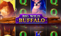 Big Wild Buffalo