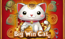 Big Win Cat