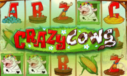 Crazy Cows