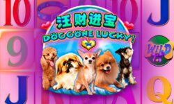 Doggone Lucky!