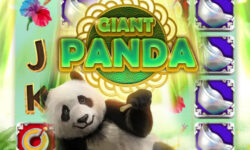 Giant Panda