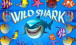 Wild Shark